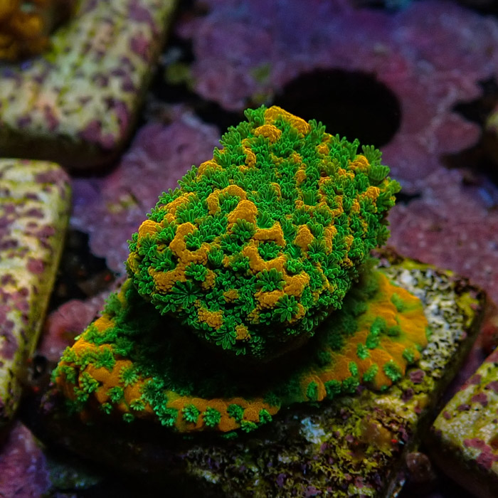 Montipora MC Sweet Tooth Frag 05 Montipora MC Sweet Tooth Frag 05
