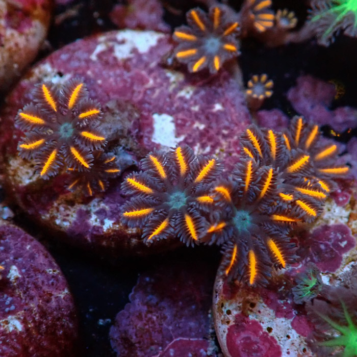 Clavularia MC Ultra Orange