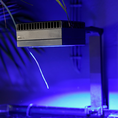 Beleuchtung fürs Meerwasseraquarium