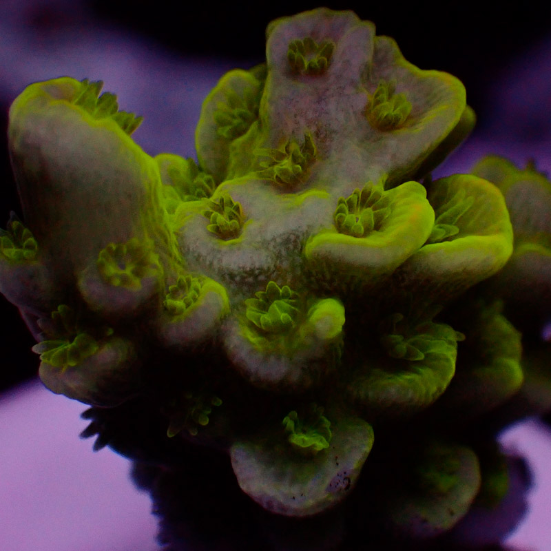 Acropora Acropora