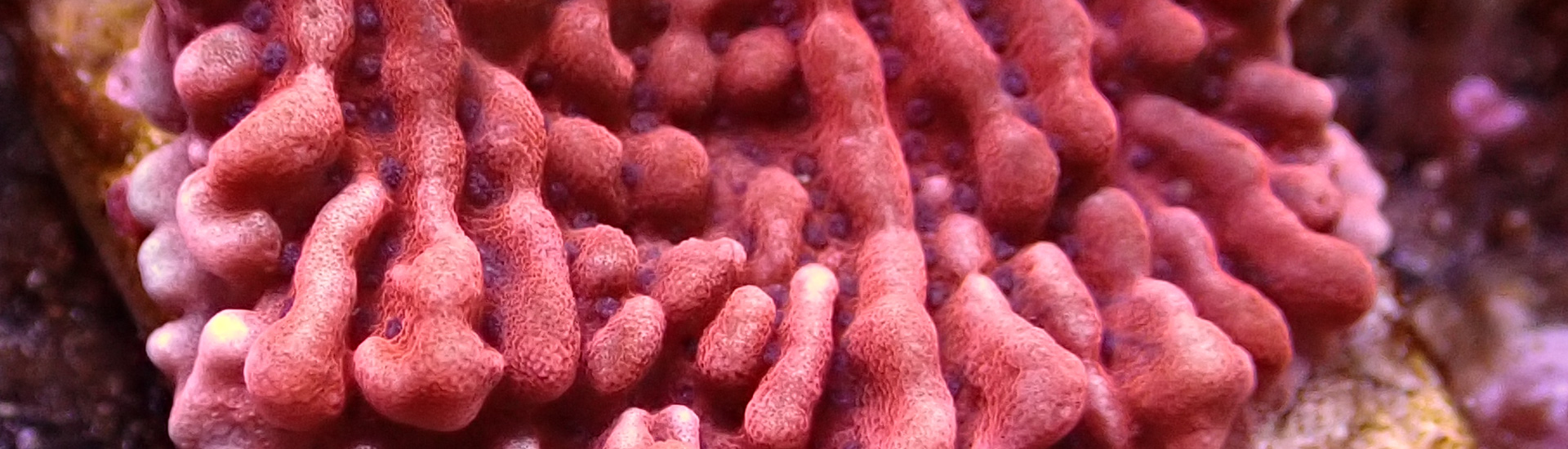 montipora-whatsapp Montipora Koralle in Orange mit grünen Polypen