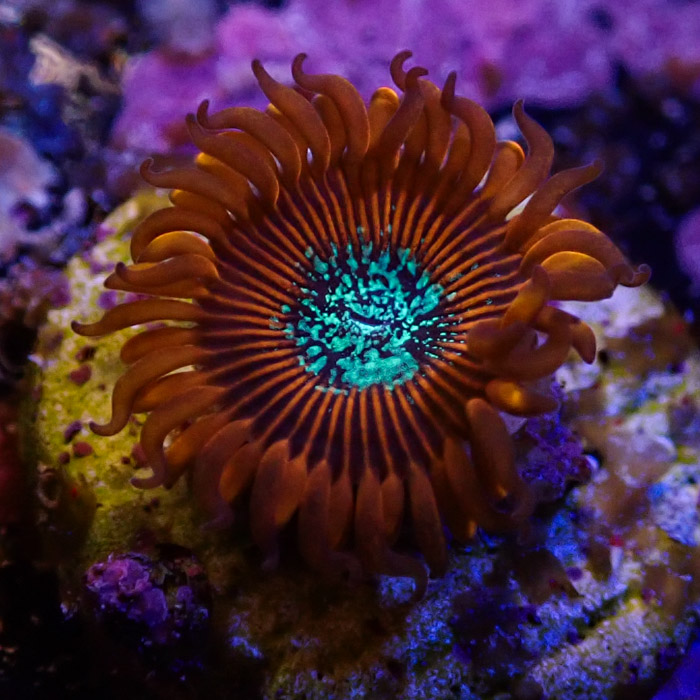 Zoanthus MC Red Magician Zoanthus MC Red Magician