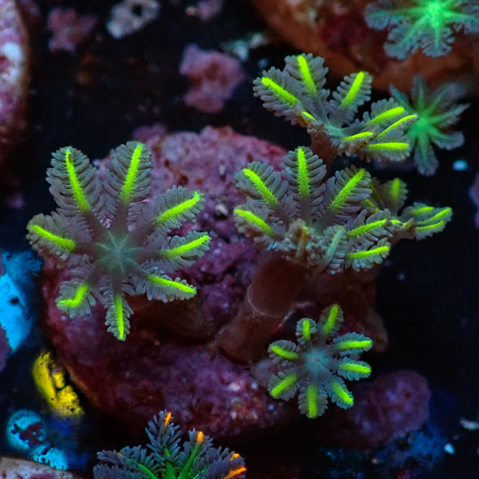 Clavularia MC Ultra Green Clavularia MC Ultra Green