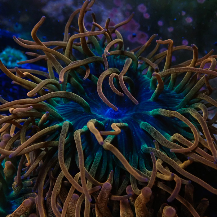 Entacmaea MC Quadricolor Sunburst