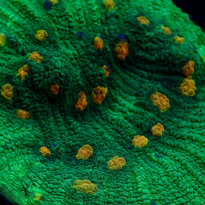 Chalice MC Space Invader Frag 03 Chalice MC Space Invader Frag 03