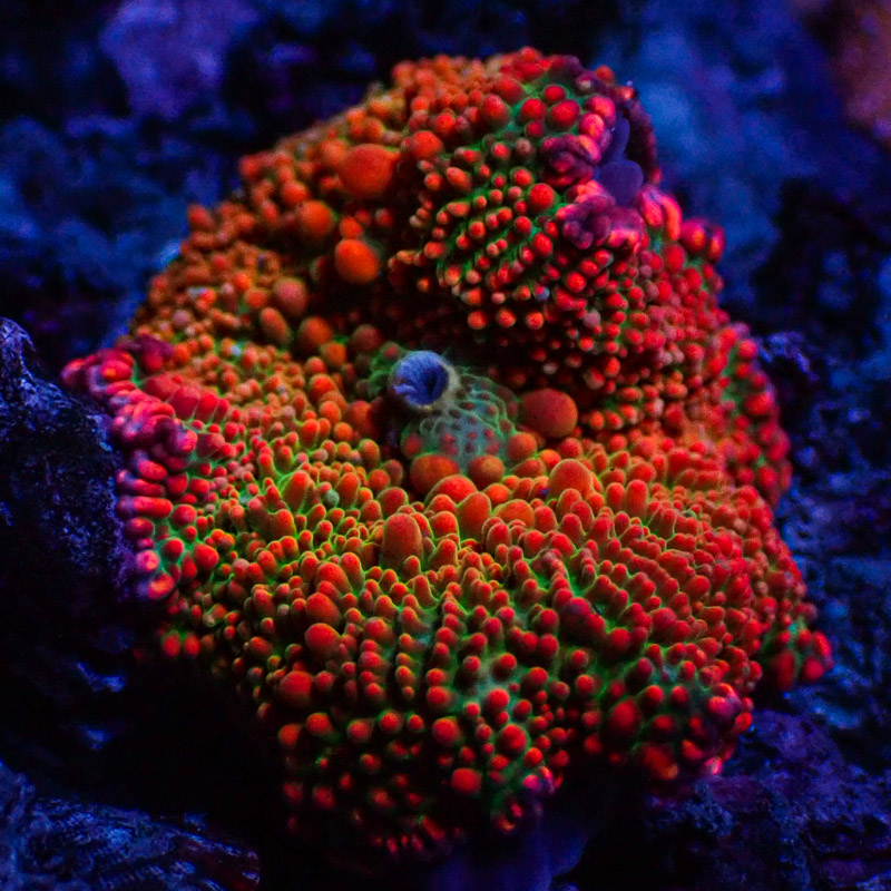 Ricordea Yuma Ricordea Yuma