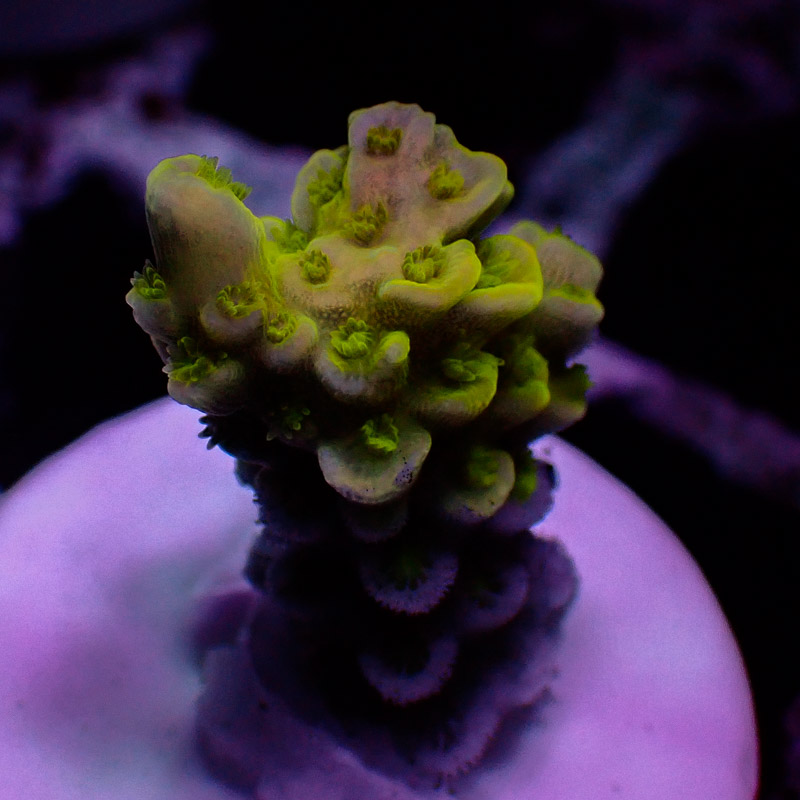 Acropora Acropora