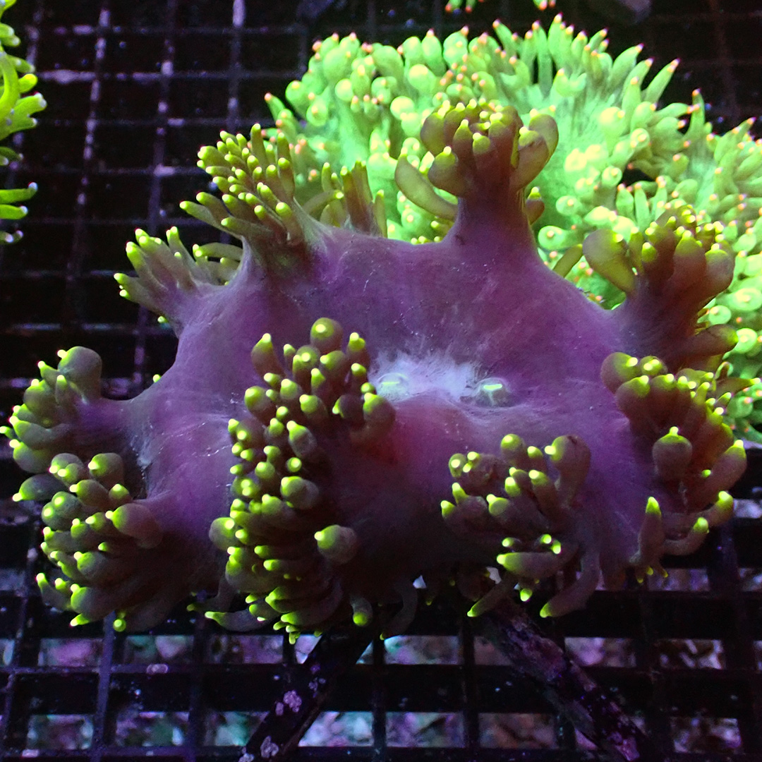 Catalaphyllia Rasta Catalaphyllia Rasta