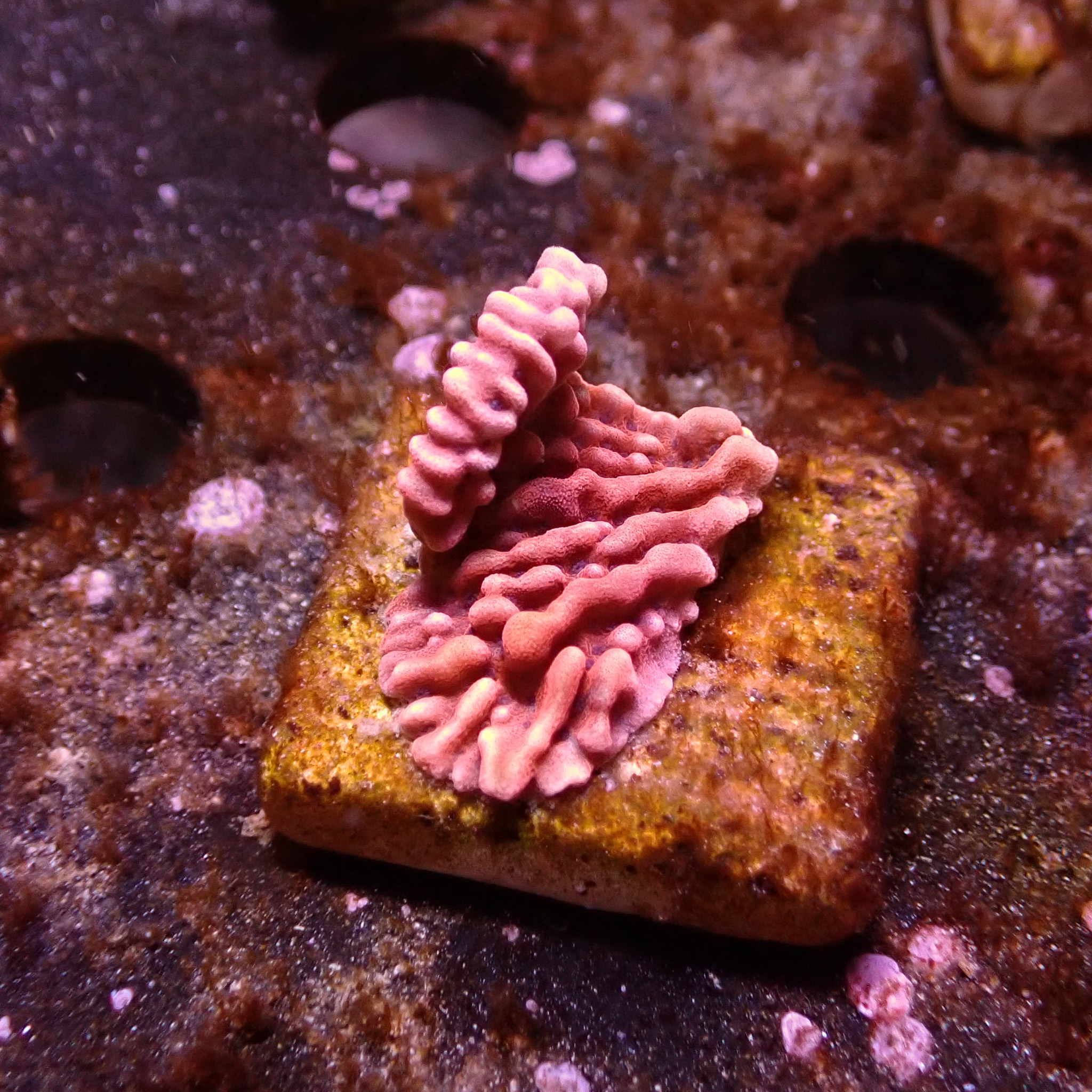 Montipora Mean Streak Frag 07