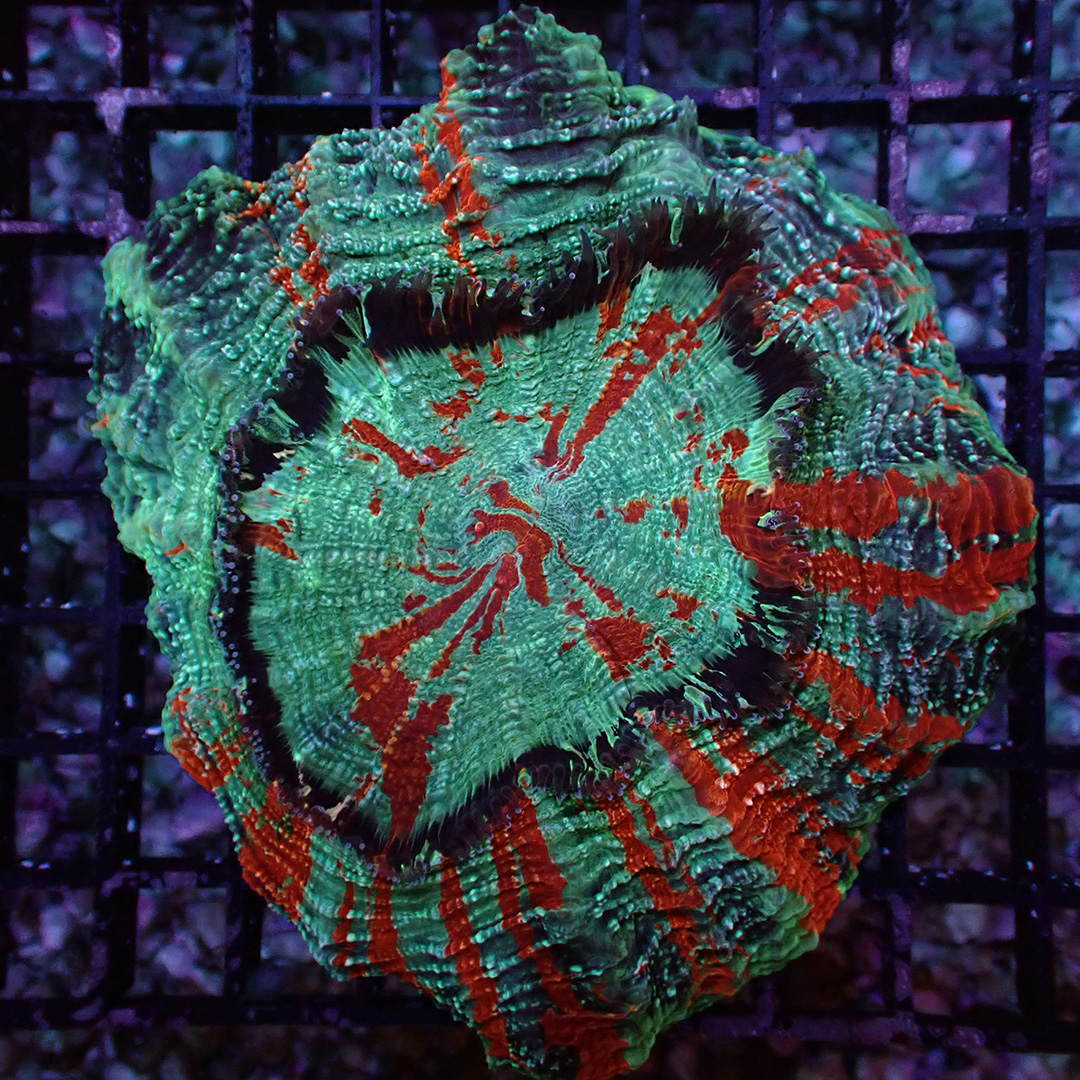 Acanthophyllia Acanthophyllia