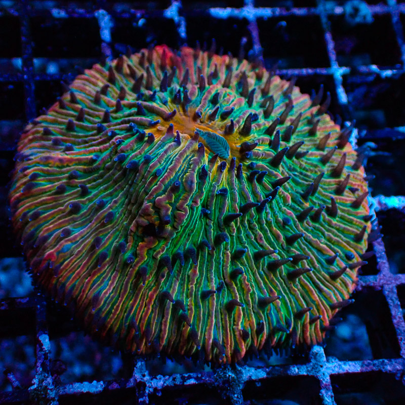 Fungia 24k Rainbow Fungia 24k Rainbow