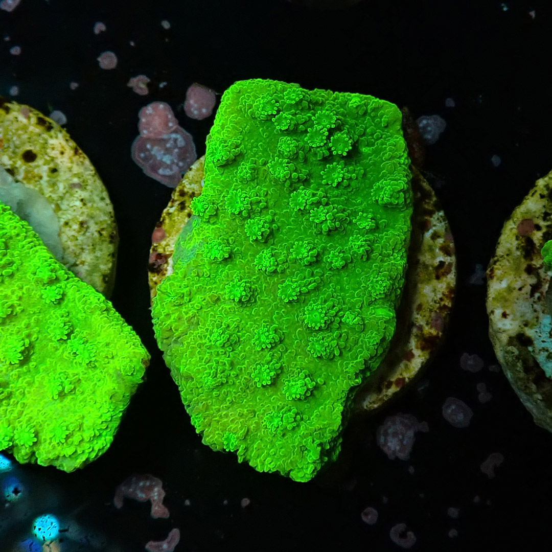 Montipora Toxic Frag 09