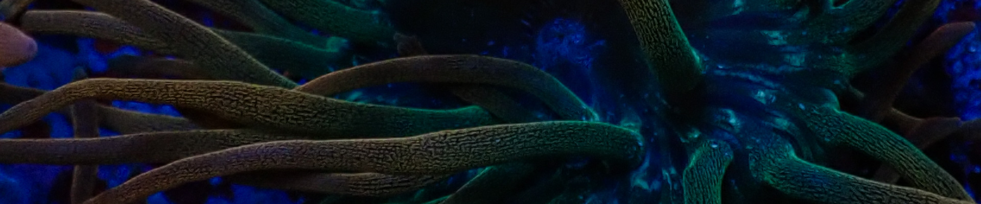 anemonen-kategorie-header Anemonen für Meerwasseraquarium – entdecke unsere farbenfrohe Auswahl