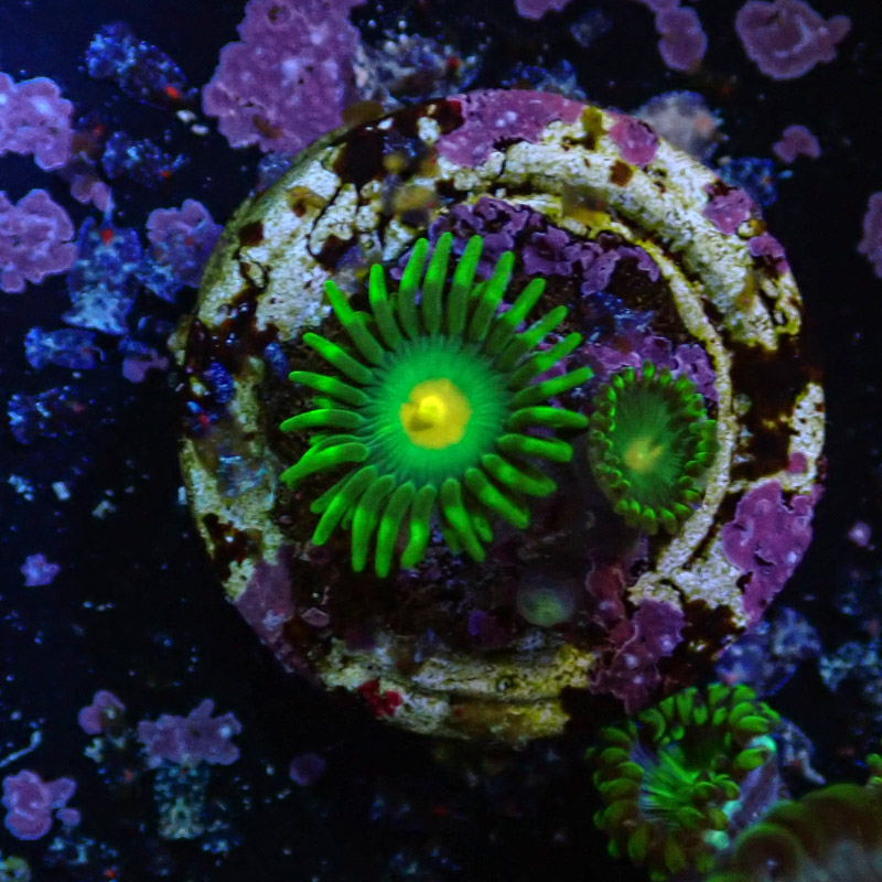 Zoanthus MC Yellow Dot Zoanthus MC Yellow Dot