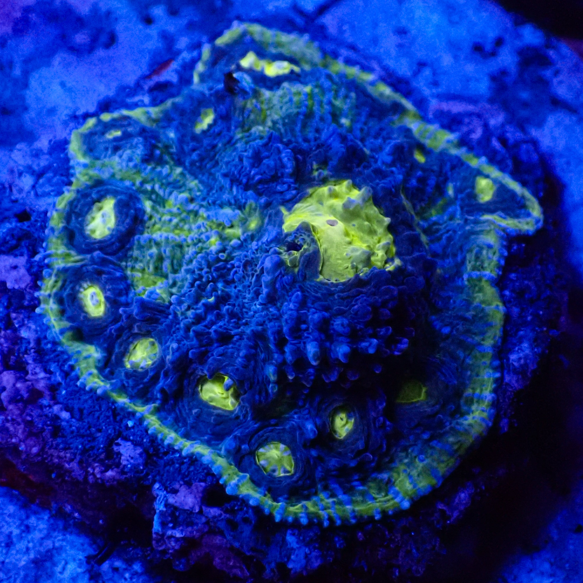 Chalice MC Magic Blue Frag 01 Chalice MC Magic Blue Frag 01