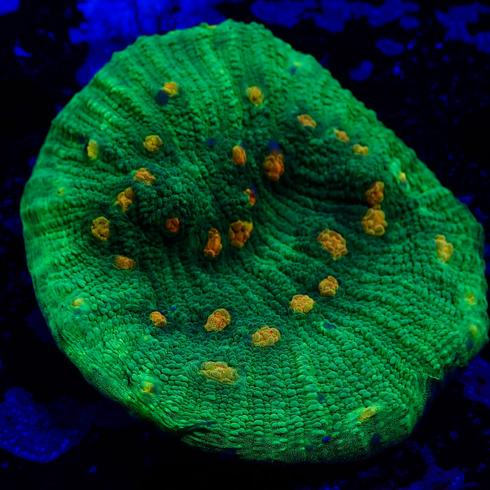 Chalice MC Space Invader Frag 03