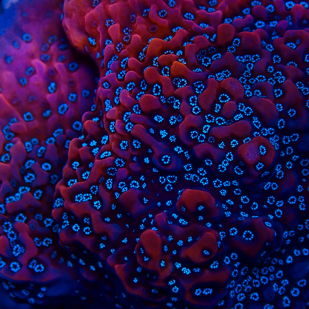 Montipora Seltene rote Montipora SPS Koralle mit weißen und türkisfarbenen Polypen