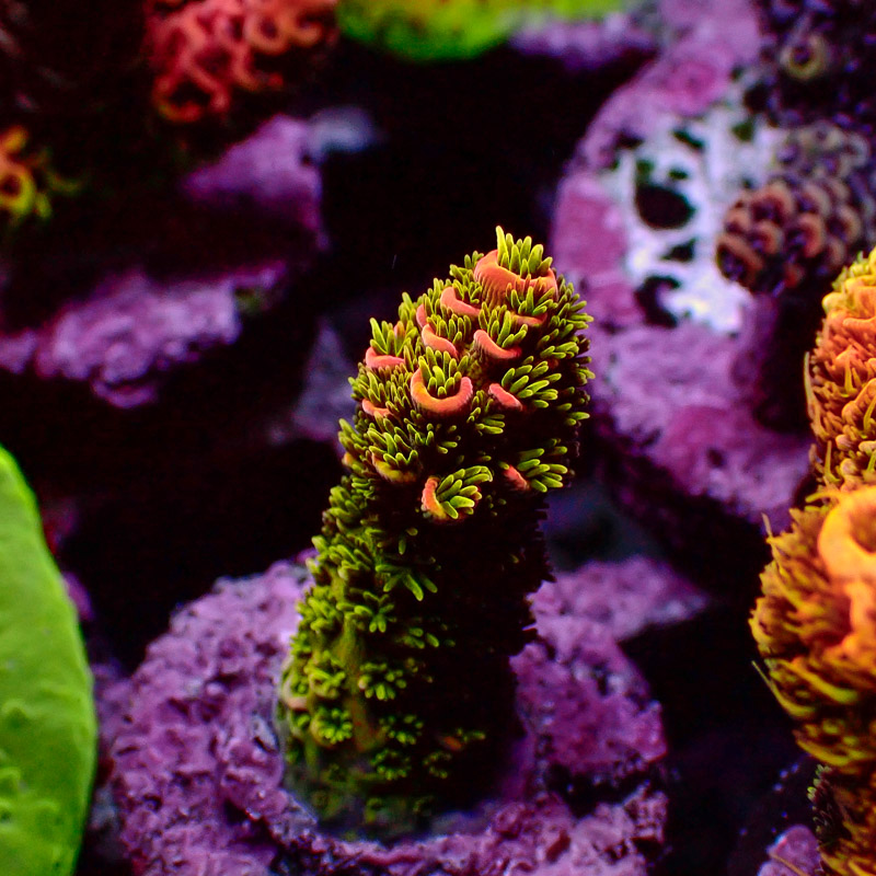 Acropora MC Millepora Golden Goose Acropora MC Millepora Golden Goose