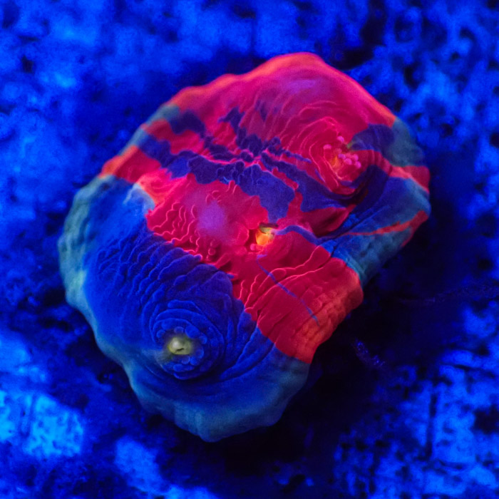 Chalice MC Bugatti Frag 05 Chalice MC Bugatti Frag 05