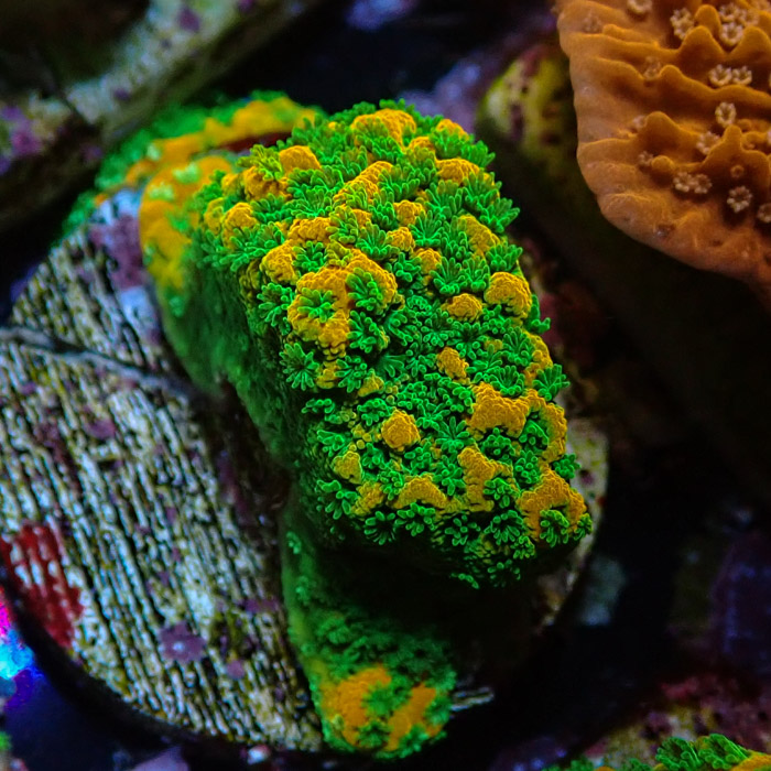 Montipora MC Sweet Tooth Frag 11 Montipora MC Sweet Tooth Frag 11