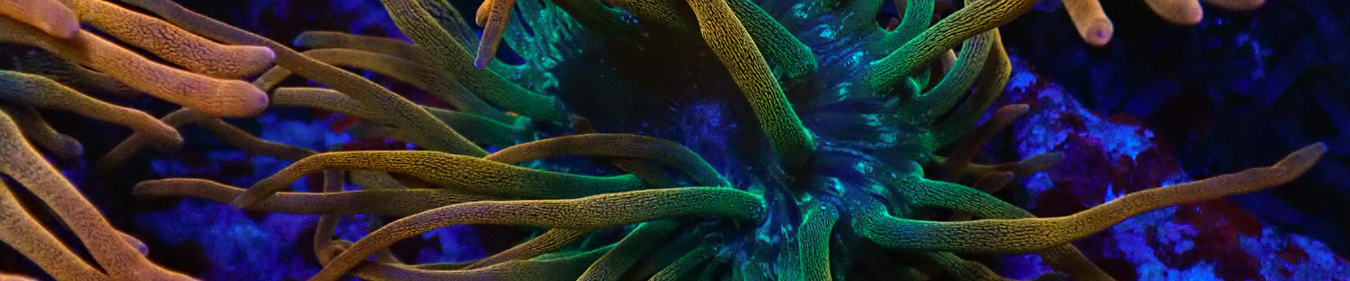 Leuchtend grüne Entacmaea Anemone im The Marine Center – ideal für Clownfische