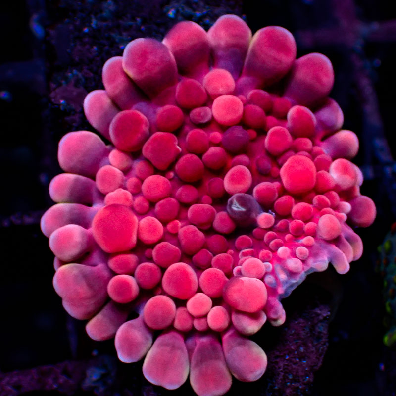 Ricordea Yuma Ricordea Yuma