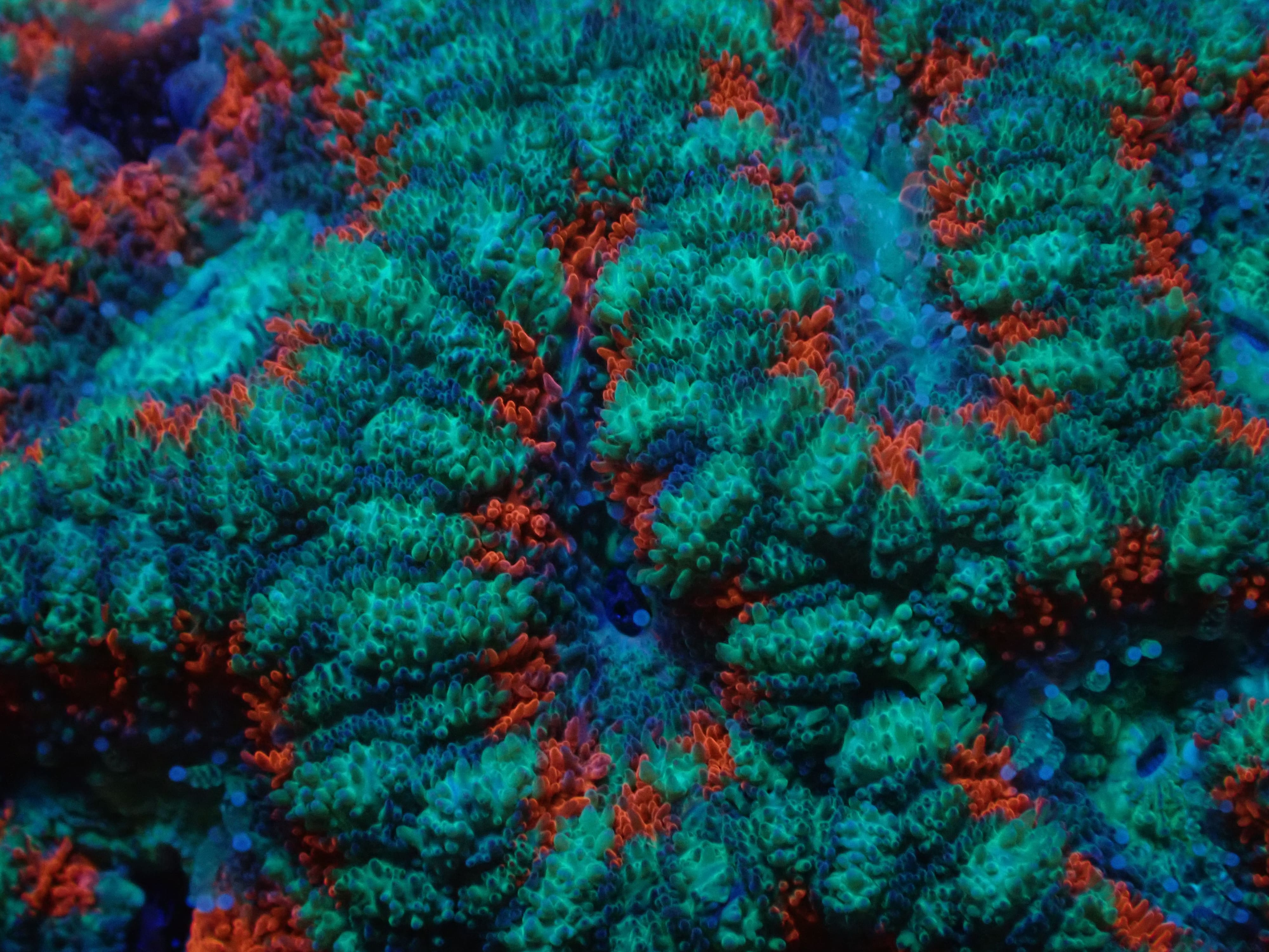 Micromussa Lordhowensis hellgrün blau rot DNZ Micromussa Lordhowensis hellgrün blau rot DNZ