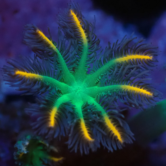 Clavularia MC Tricolor Clavularia MC Tricolor