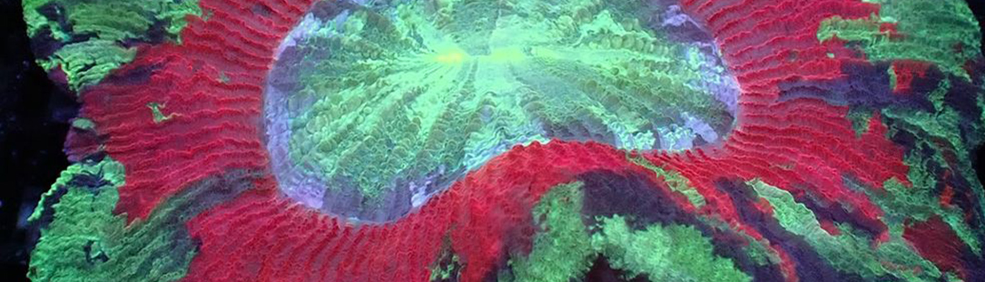 trachyphyllia-kategorie-whatsapp Große Trachyphyllia mit geschwungener Struktur – LPS Koralle für Profis