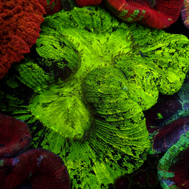 Trachyphyllia Trachyphyllia