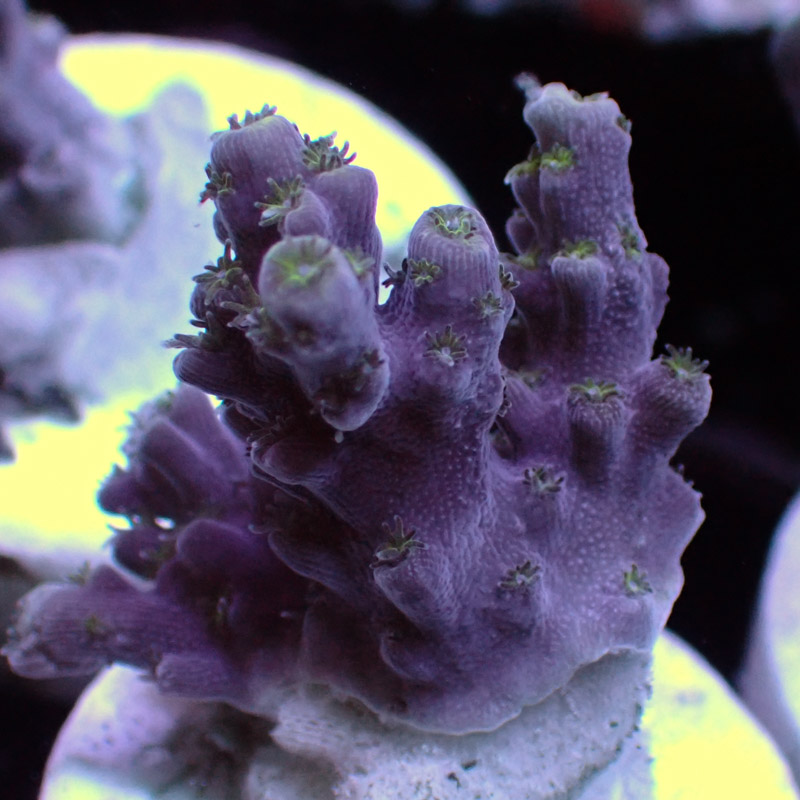 MC Acropora Blueberry DNZ MC Acropora Blueberry DNZ