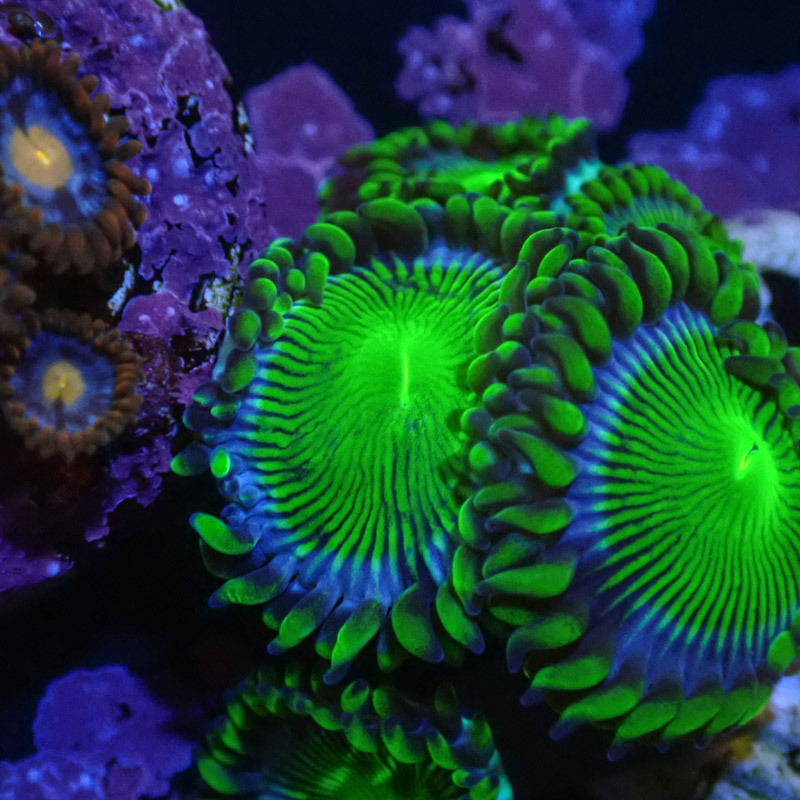 Zoanthus MC Blue Panama