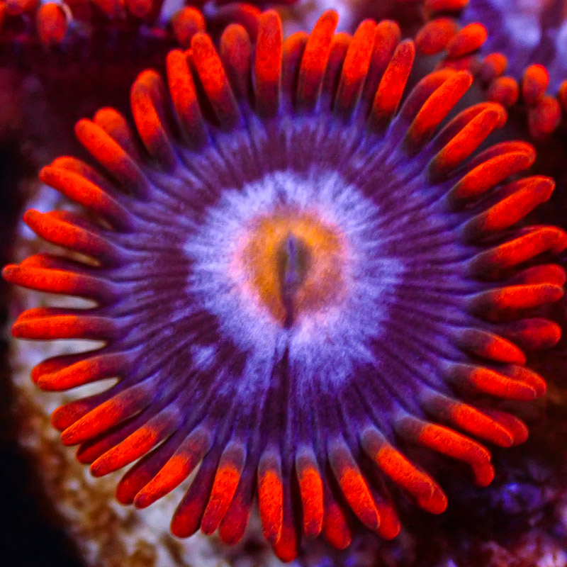 Zoanthus MC Witches Brew Zoanthus MC Witches Brew