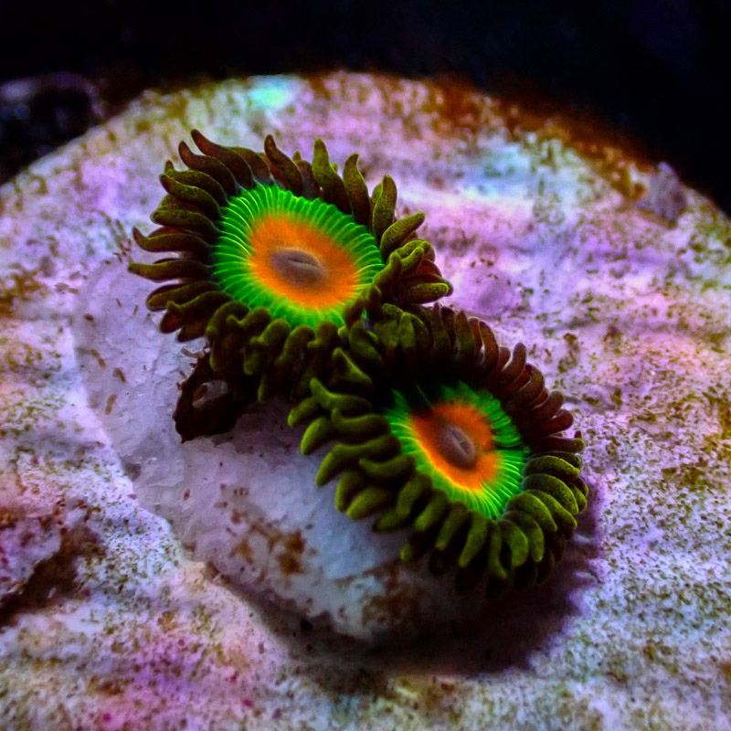 Zoanthus MC Rasta Zoanthus MC Rasta