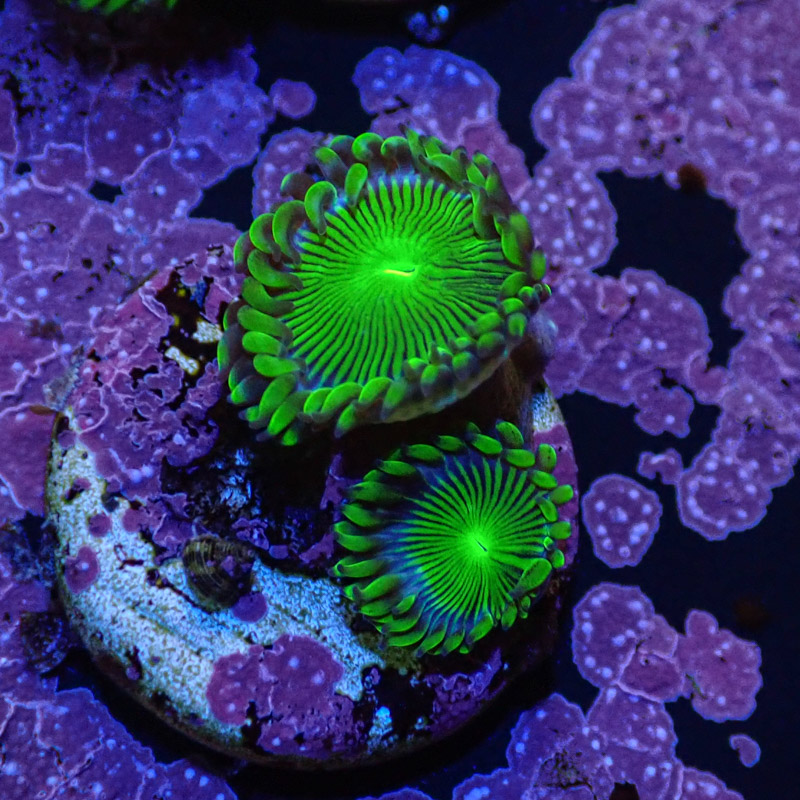 Zoanthus MC Blue Panama