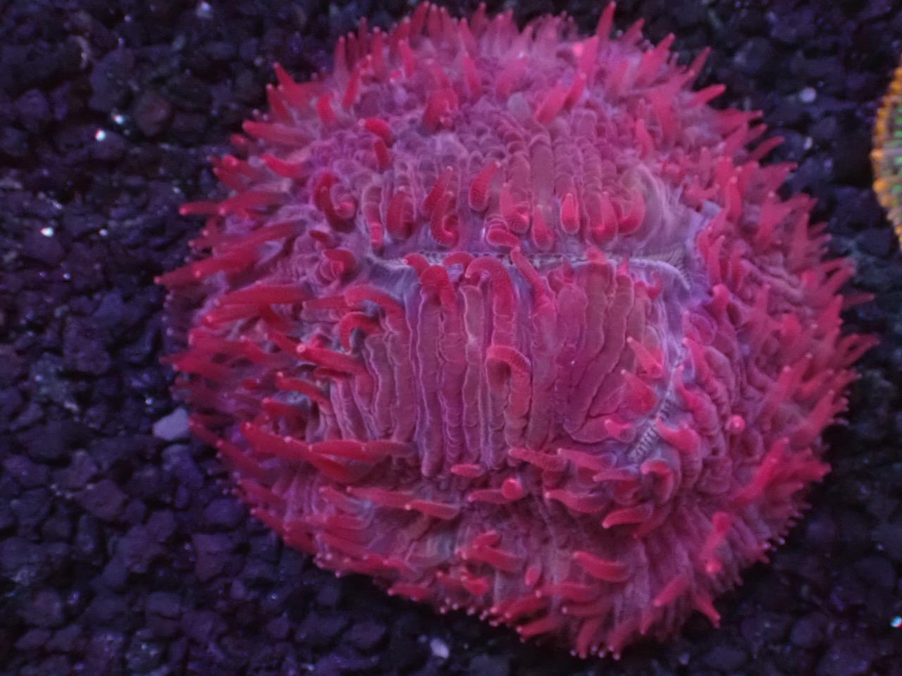 Fungia pink