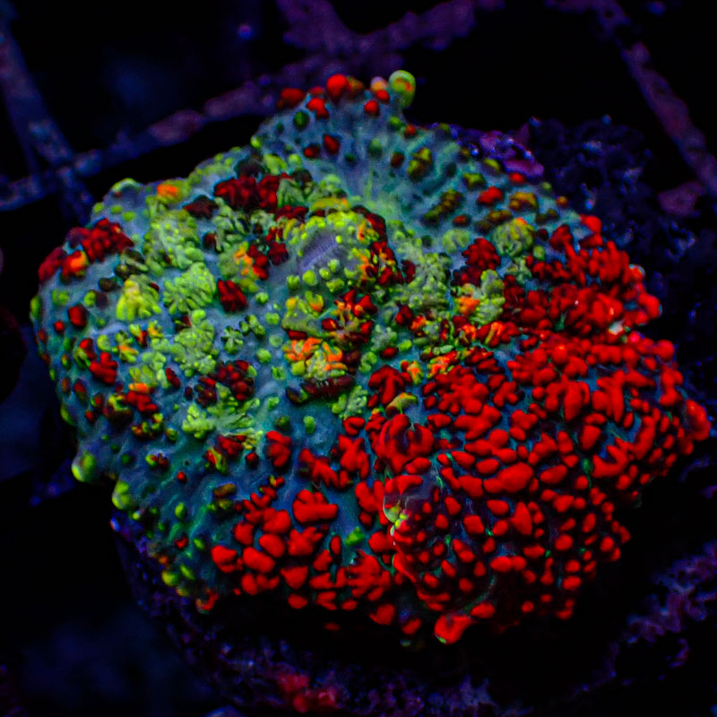 Rhodactis Rainbow Rhodactis Rainbow