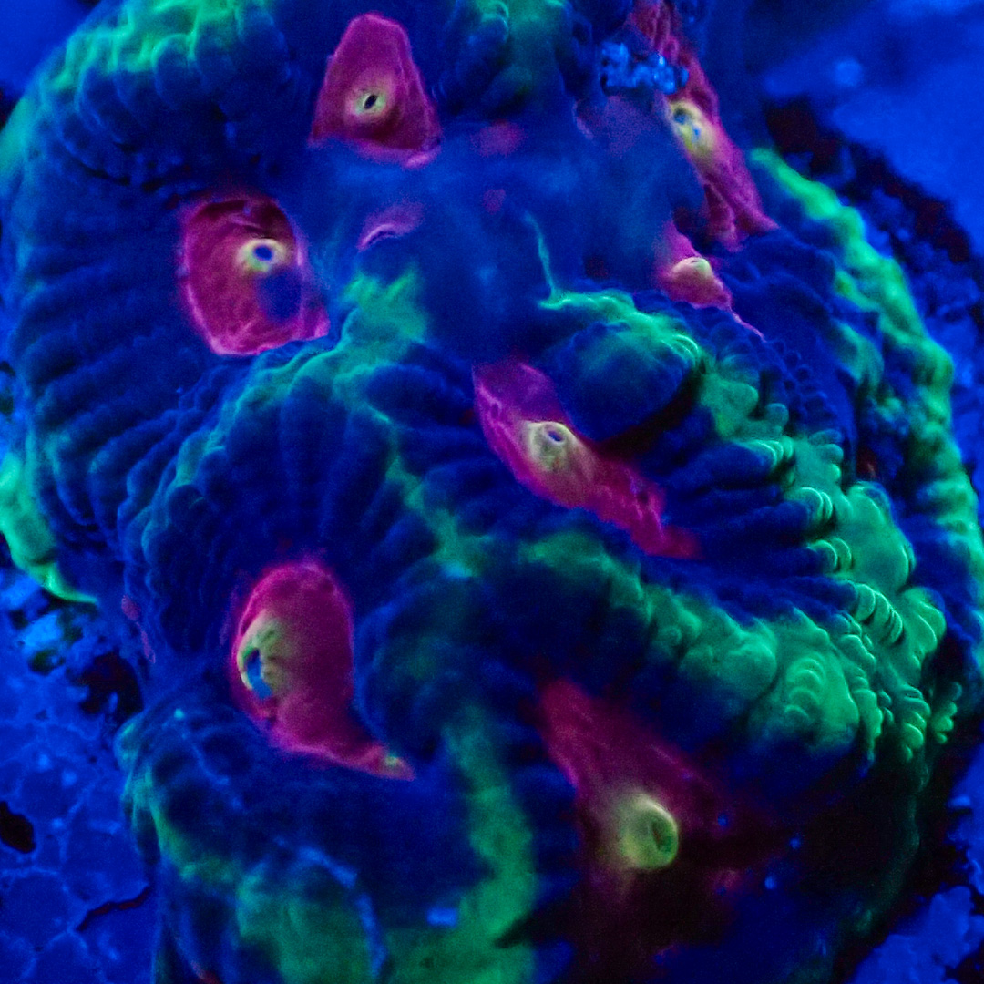 Favia Wunderschöne Favia LPS-Korallen