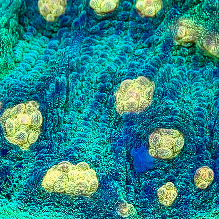 Chalice MC Space Invader Frag 01 Chalice MC Space Invader Frag 01