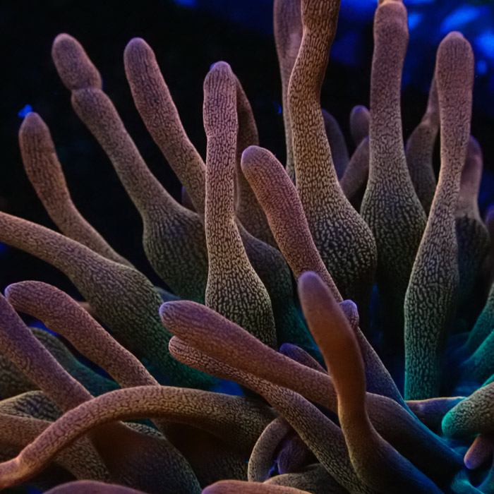 Entacmaea MC Quadricolor Sunburst Entacmaea MC Quadricolor Sunburst