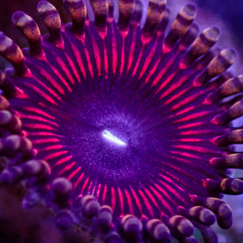 Zoanthus MC Sakura Rainbow Zoanthus MC Sakura Rainbow