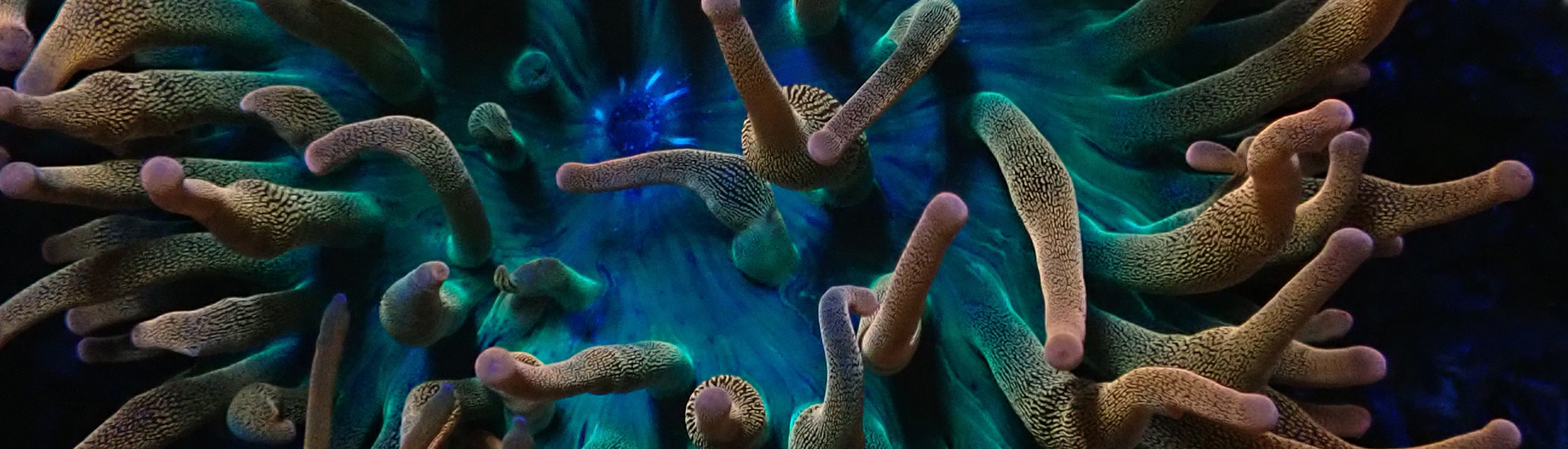 anemonen-kategorie-whatsapp Bunte Anemone – lebendige Farben und perfekte Symbiosepartner für Clownfische