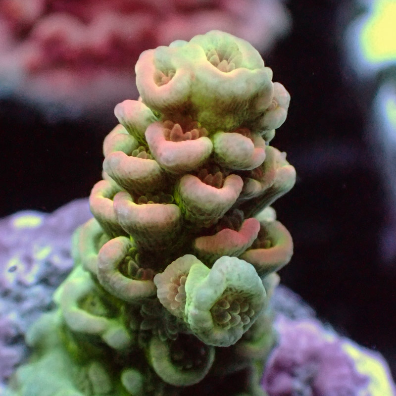MC Acropora Jawdropper 8 Tricolor DNZ MC Acropora Jawdropper 8 Tricolor DNZ
