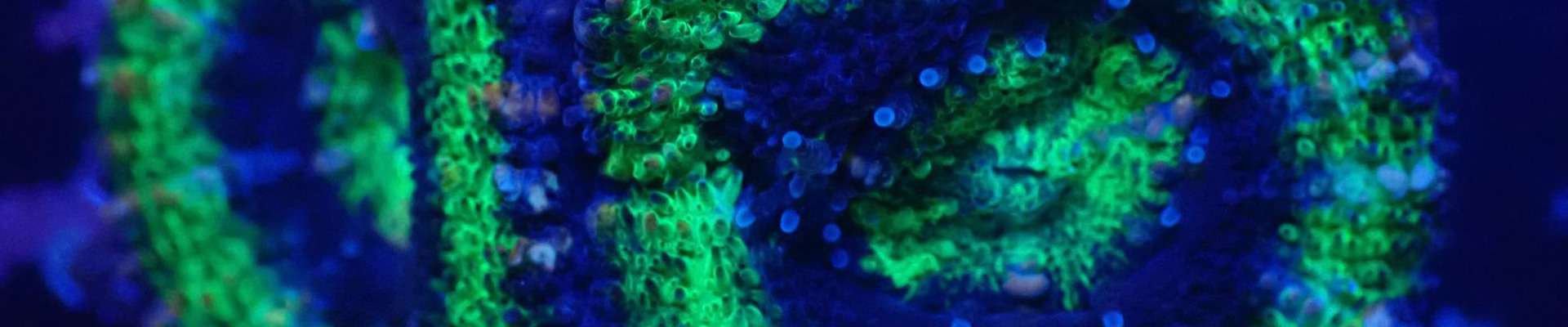 acanthastrea-kategorie-header Bunte Acanthastrea-Korallen in kräftigen Farben wie Rot, Grün und Blau in Nahaufnahme im Meerwasseraquarium