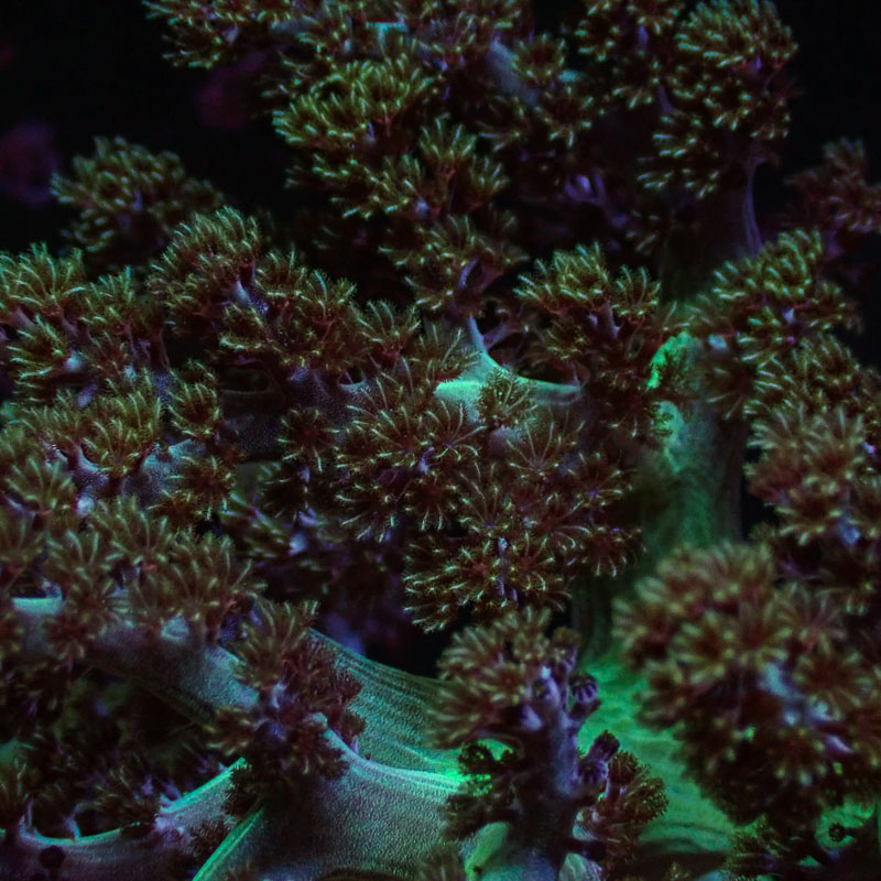 Lederkoralle Lederkoralle