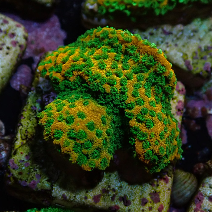 Montipora MC Sweet Tooth Frag 10 Montipora MC Sweet Tooth Frag 10