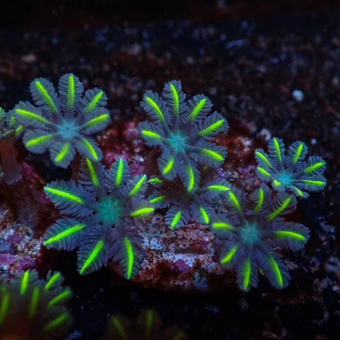 Clavularia MC Ultra Green