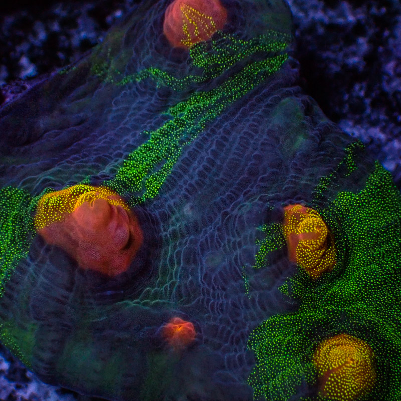 Chalice Crafted Chalice Crafted