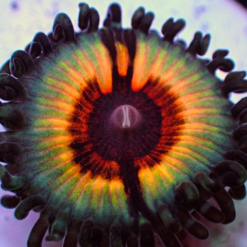 Zoanthus MC Sonic Flare Zoanthus MC Sonic Flare