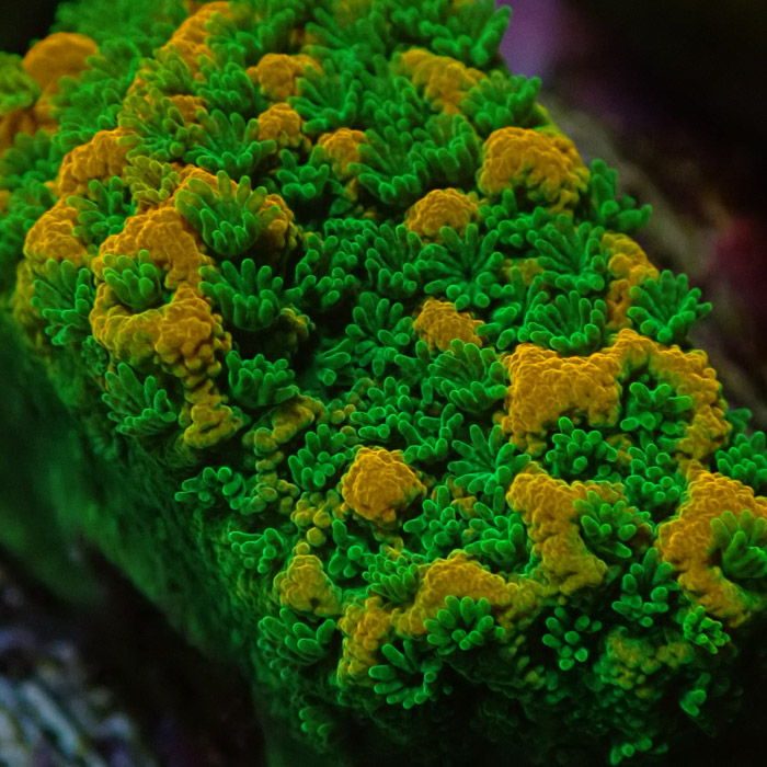 Montipora MC Sweet Tooth Frag 11